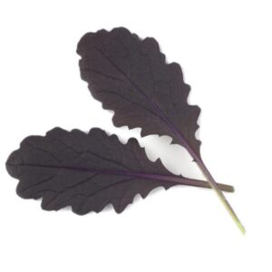 Mustard Red Carpet Ideal for Microgreen