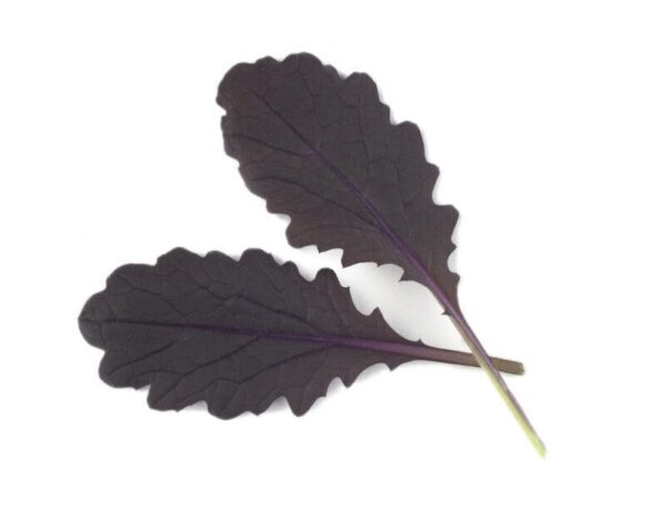 Mustard Red Carpet Ideal for Microgreen