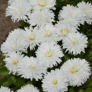 Bellis Perennis Ave (white) Large Flowered