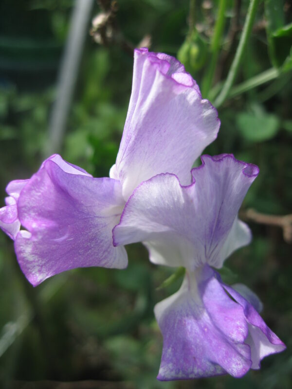 Sweet Pea Spencer Blue Ripple - Image 2