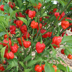 Hot Pepper - Armageddon F1