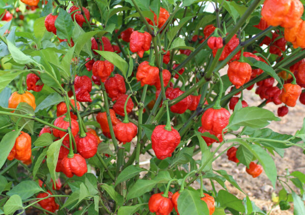 Hot Pepper - Armageddon F1
