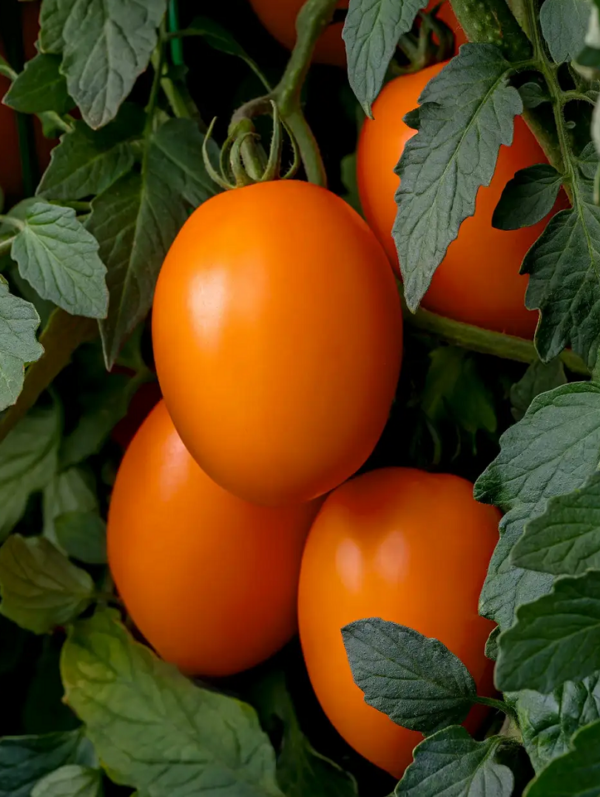 Tomato - Vivacious