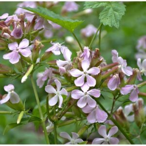 Herb Soapwort Officinalis