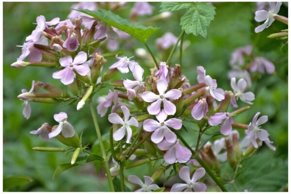 Herb Soapwort Officinalis