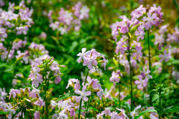 Herb Soapwort Officinalis - Image 2