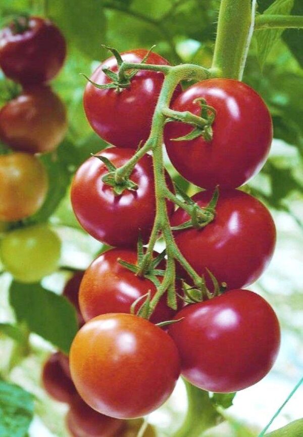 Tomato Shirley F1