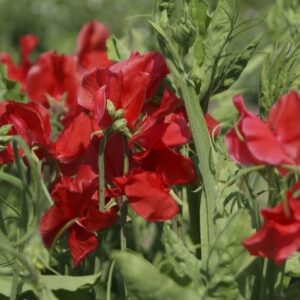 Sweet Pea - Air Warden