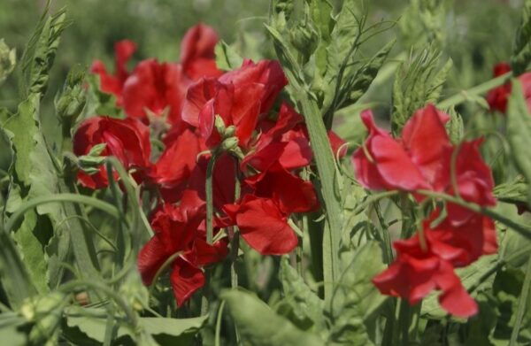 Sweet Pea - Air Warden