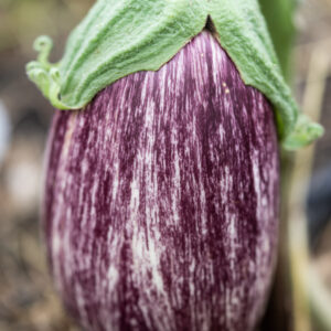 Organic Aubergine Listada De Gandia