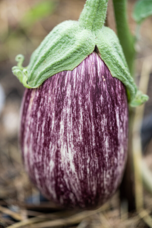 Organic Aubergine Listada De Gandia