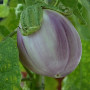 Organic Aubergine Rotonda Bianca Sfumata Di Rosa