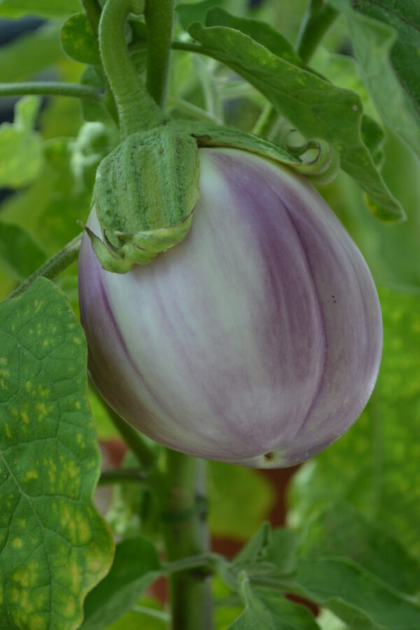 Organic Aubergine Rotonda Bianca Sfumata Di Rosa