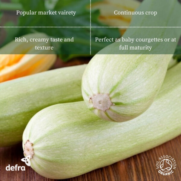 Organic Italian Courgette Bianca Di Trieste - Image 2