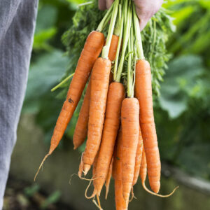 Carrot Seeds