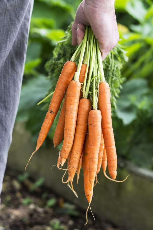 Carrot Imperator - Image 4