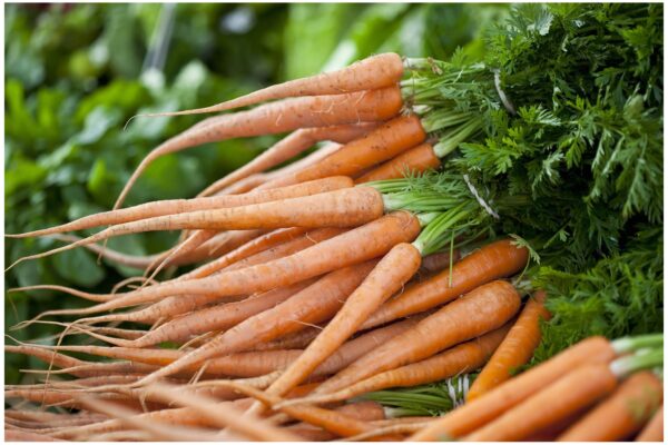 bunches of long, narrow, orange carrots with frilly green leaves