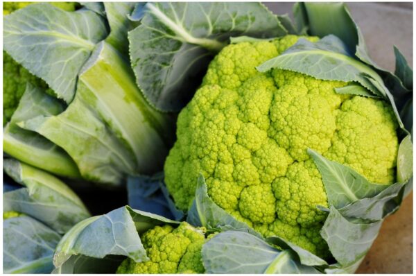 Organic Cauliflower Green Macerata - Image 2