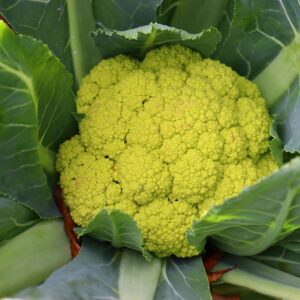 Cauliflower - Organic