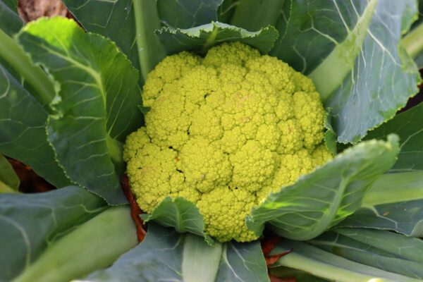 Organic Cauliflower Green Macerata