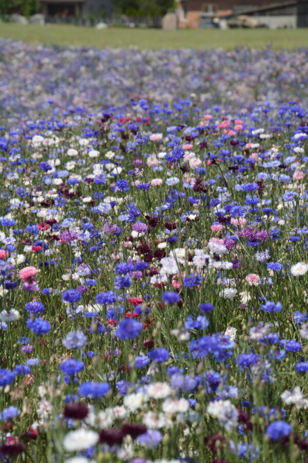 Organic Cornflower Centaurea Cyanus Ball Mix - Image 2