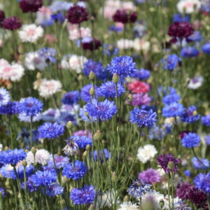 Organic Cornflower Centaurea Cyanus Ball Mix