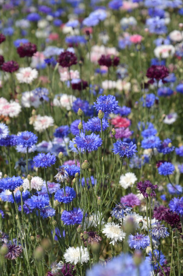 Organic Cornflower Centaurea Cyanus Ball Mix