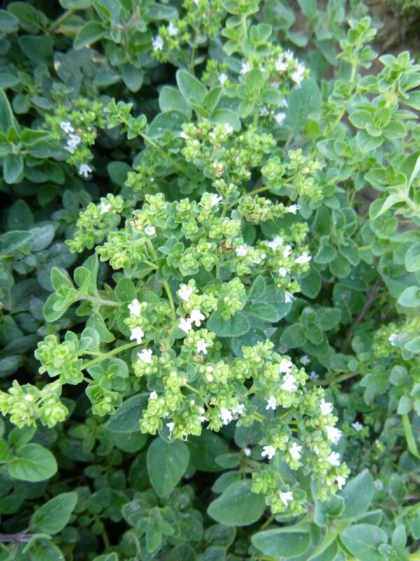 Herb Oregano Greek - Origanum Hirtum - Image 4