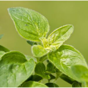 Herb Oregano Greek - Origanum Hirtum