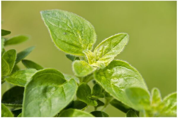 Herb Oregano Greek - Origanum Hirtum