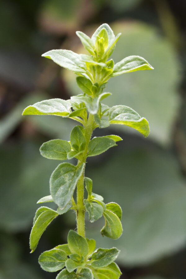 Herb Oregano Greek - Origanum Hirtum - Image 2