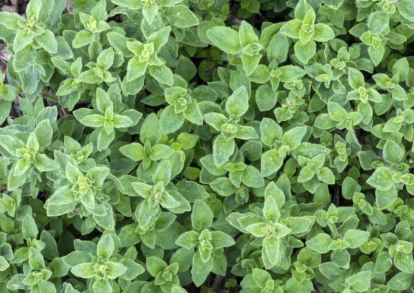 Herb Oregano Greek - Origanum Hirtum - Image 3