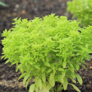 Organic Basil Greek Round