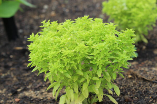 Organic Basil Greek Round