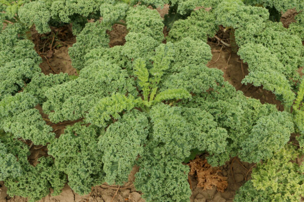 Kale Westlandse - Image 2