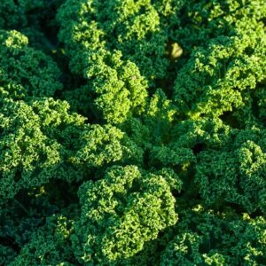Organic Kale Westlandse