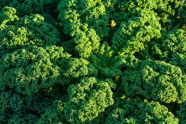 Kale Westlandse - Image 3