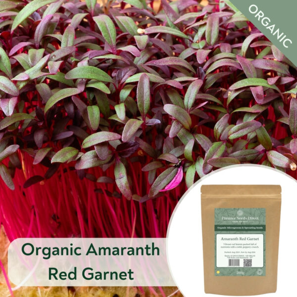Organic Amaranth Red Garnet - Microgreen/Sprouting