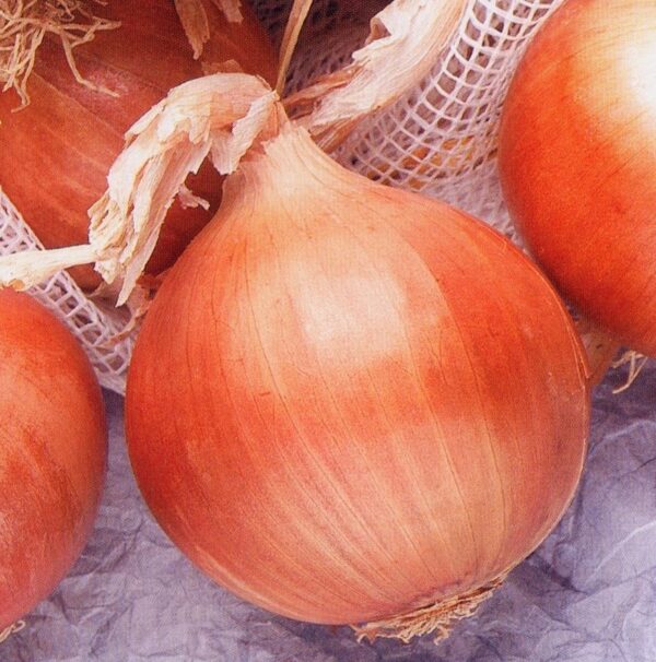 Onion Density - Image 2