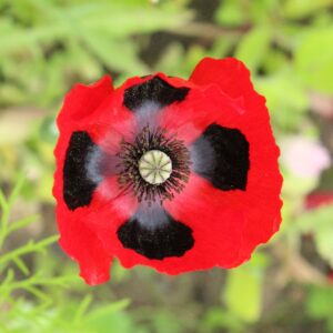 Organic Papaver Commutatum Poppy Ladybird Seeds
