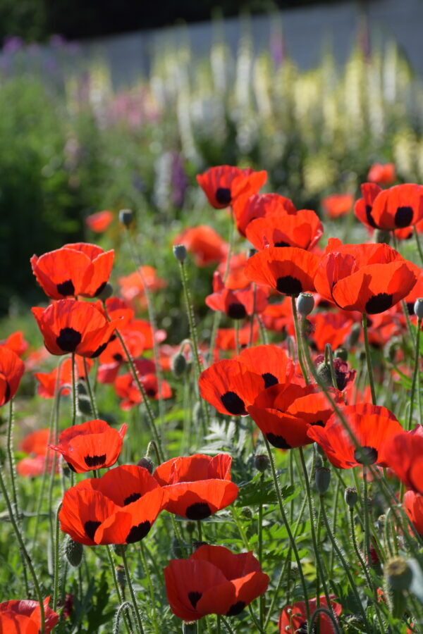 Organic Papaver Commutatum Poppy Ladybird Seeds - Image 2