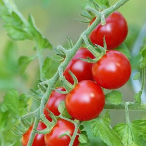 Tomato Ciliegia