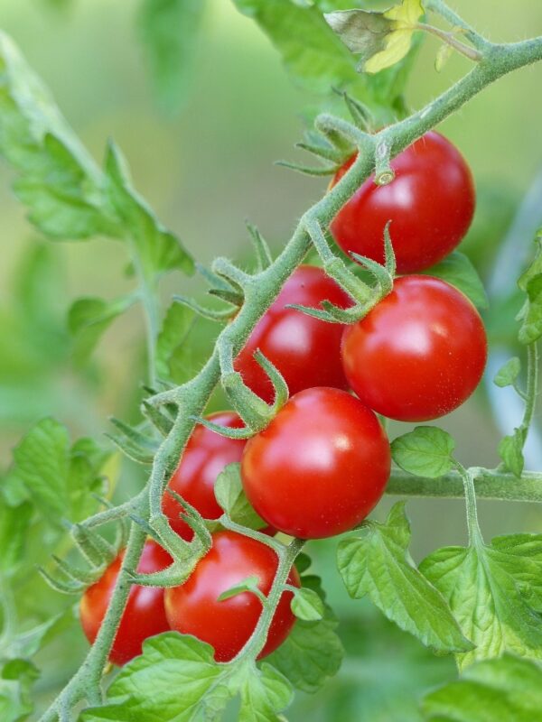 Tomato Ciliegia