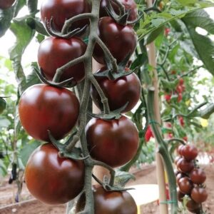 Tomato Luther F1