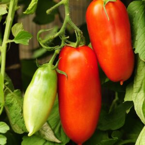 Tomato Scatolone 2