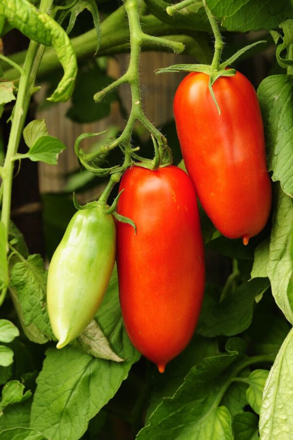 Tomato Scatolone 2