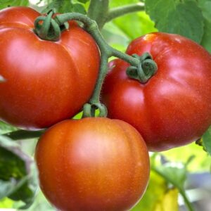 Tomato Saint Pierre Seeds