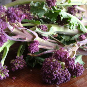 Broccoli Purple Early Sprouting