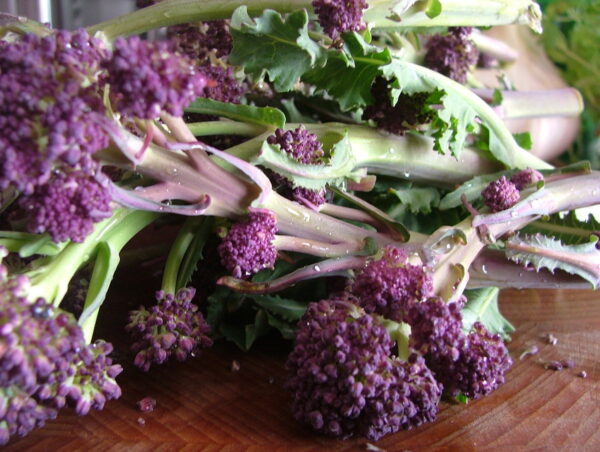 Broccoli Purple Early Sprouting