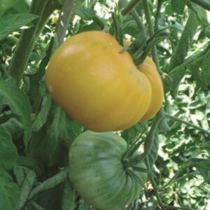 Tomato Yellow Gazzi Ribbed Seeds